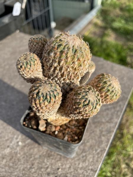 Encephalocarpus strobiliformis